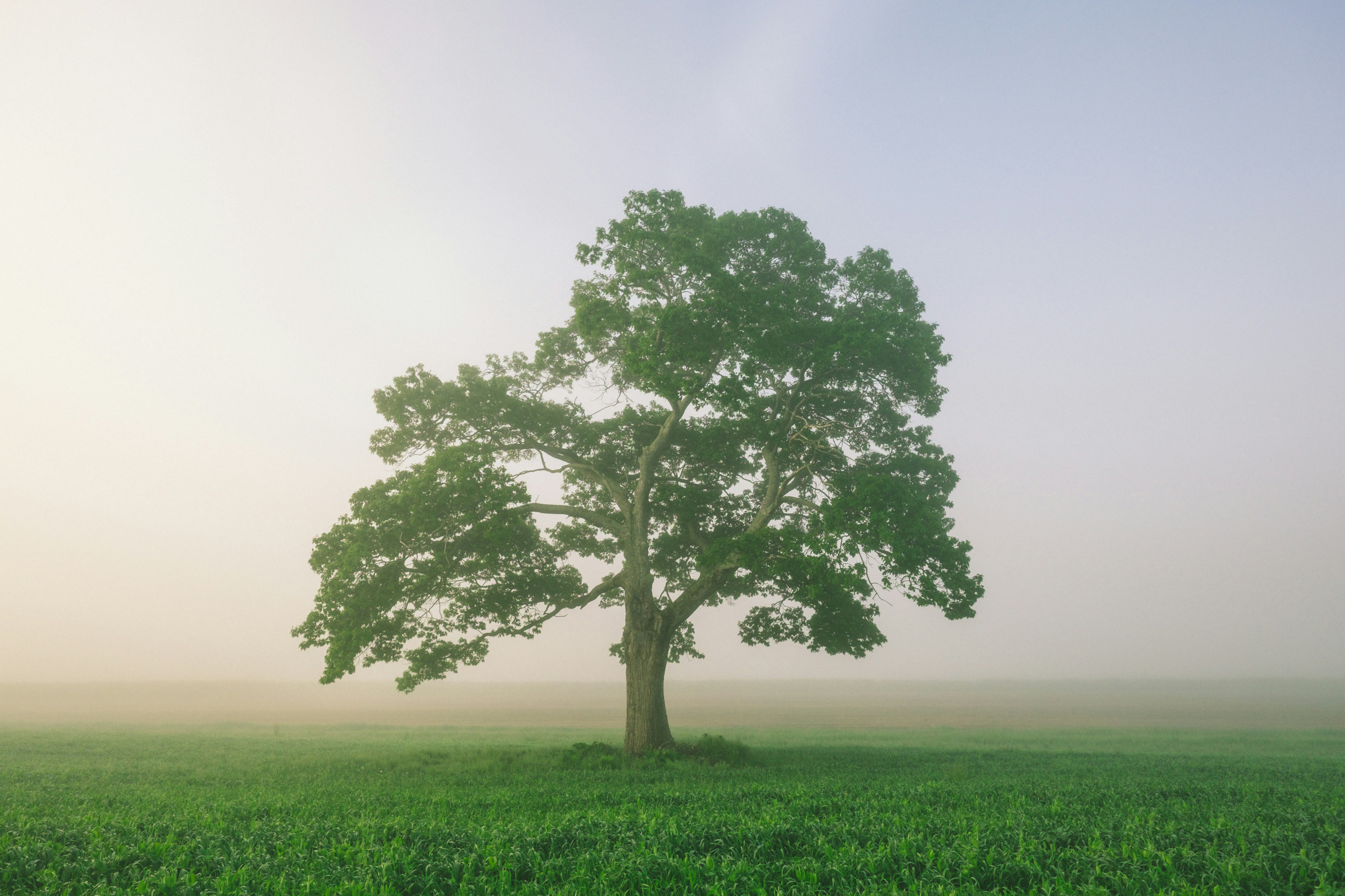 Person-centred counselling