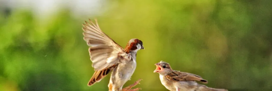 fight flight or freeze response