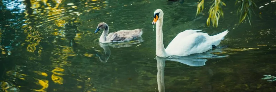 the paradox of change